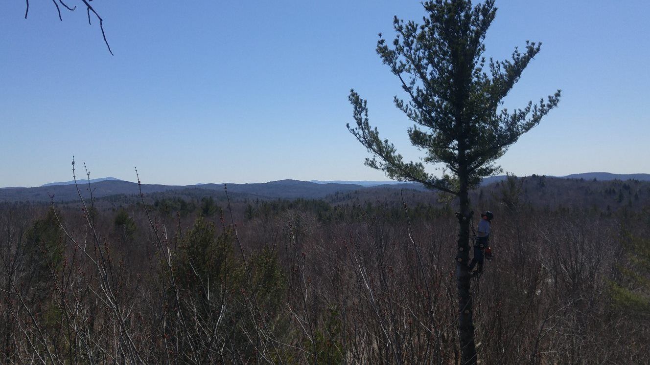 A person is standing in the middle of a field with a tree in the foreground.