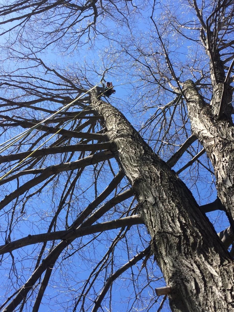 Looking up at a tree with a blue sky in the background.