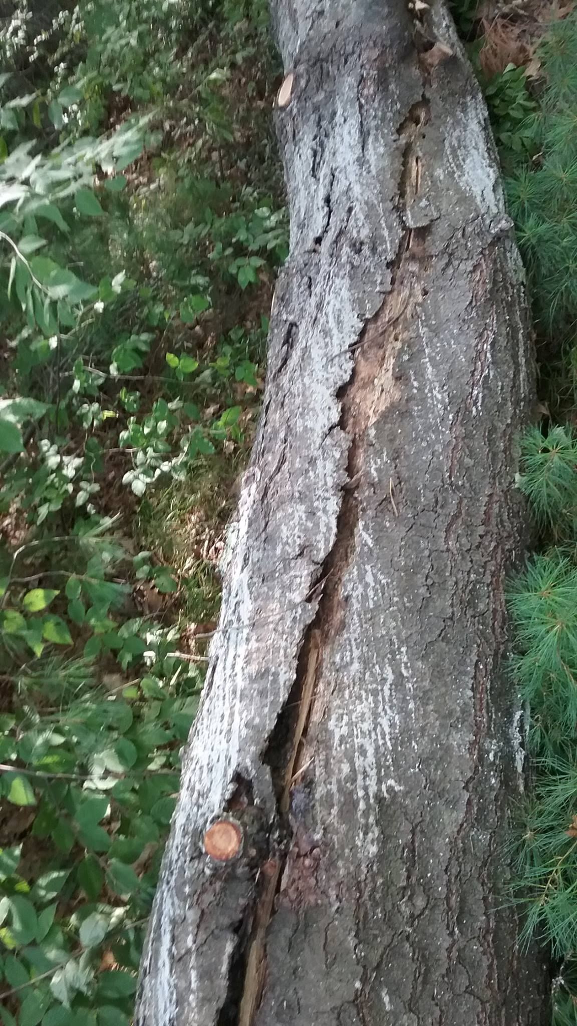 A tree trunk with a hole in it in the middle of a forest.