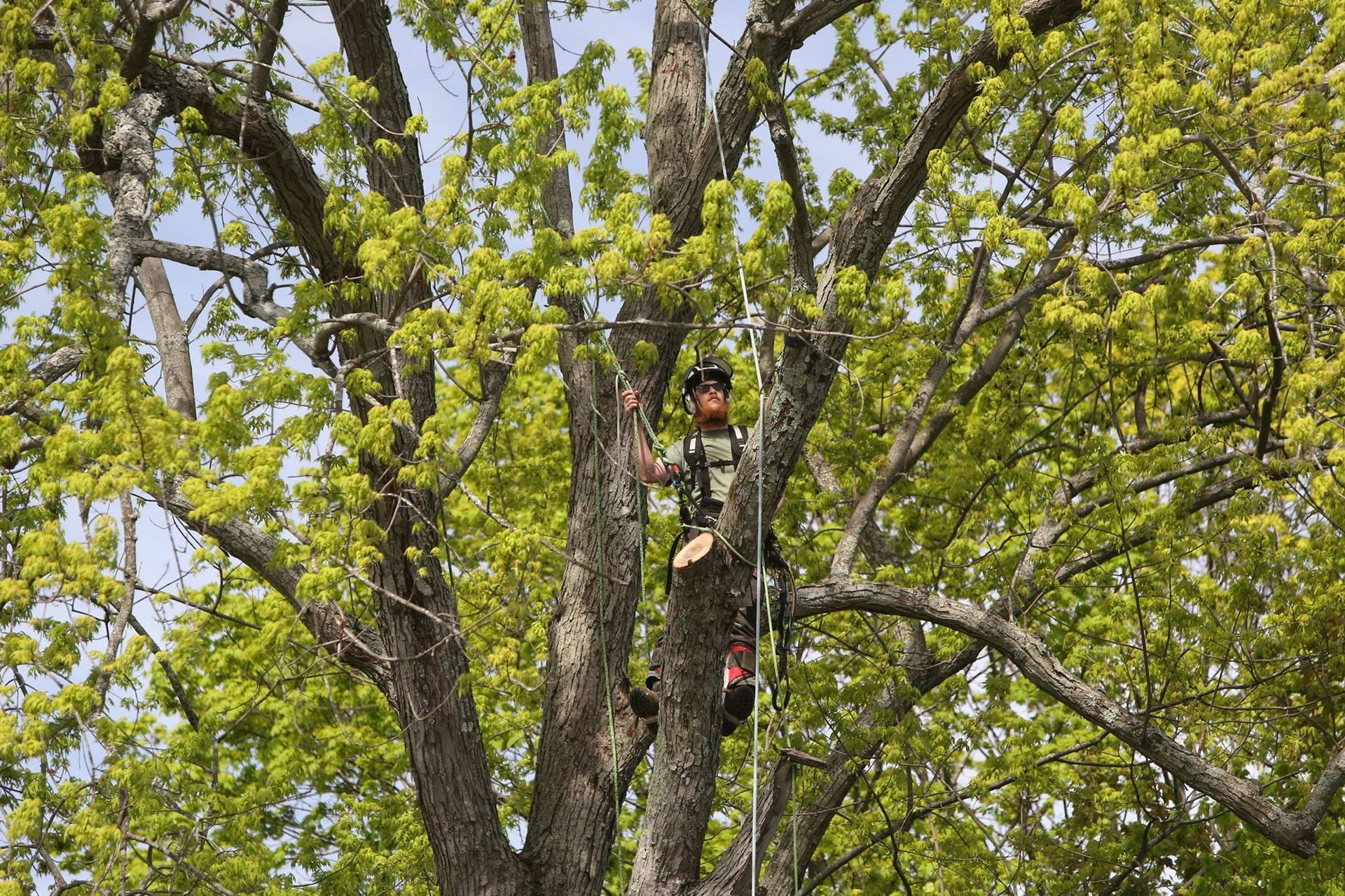 A man is climbing up a tree with a chainsaw.