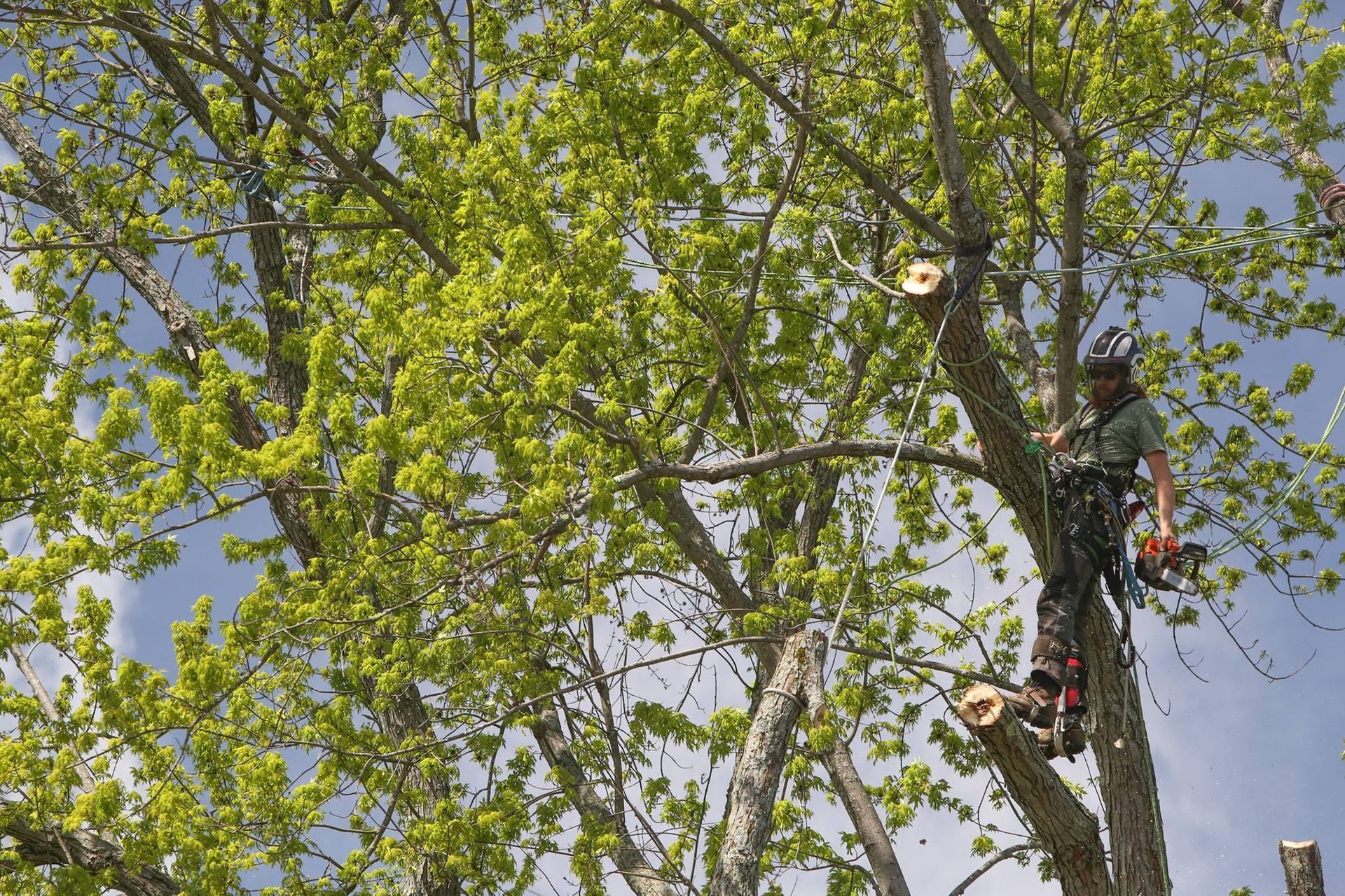 A man is cutting a tree with a chainsaw.