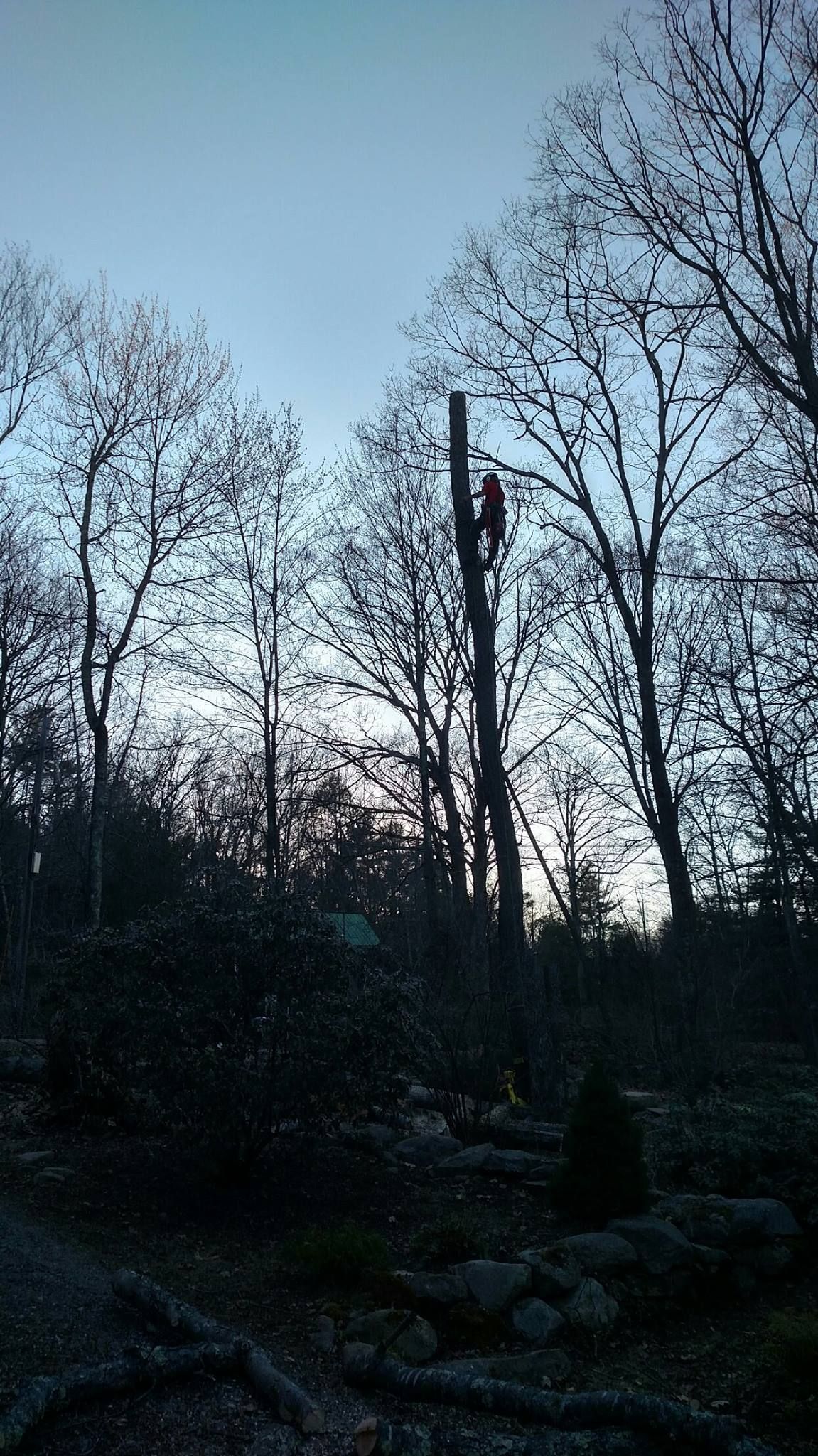 A man is climbing a tree in the woods at sunset.