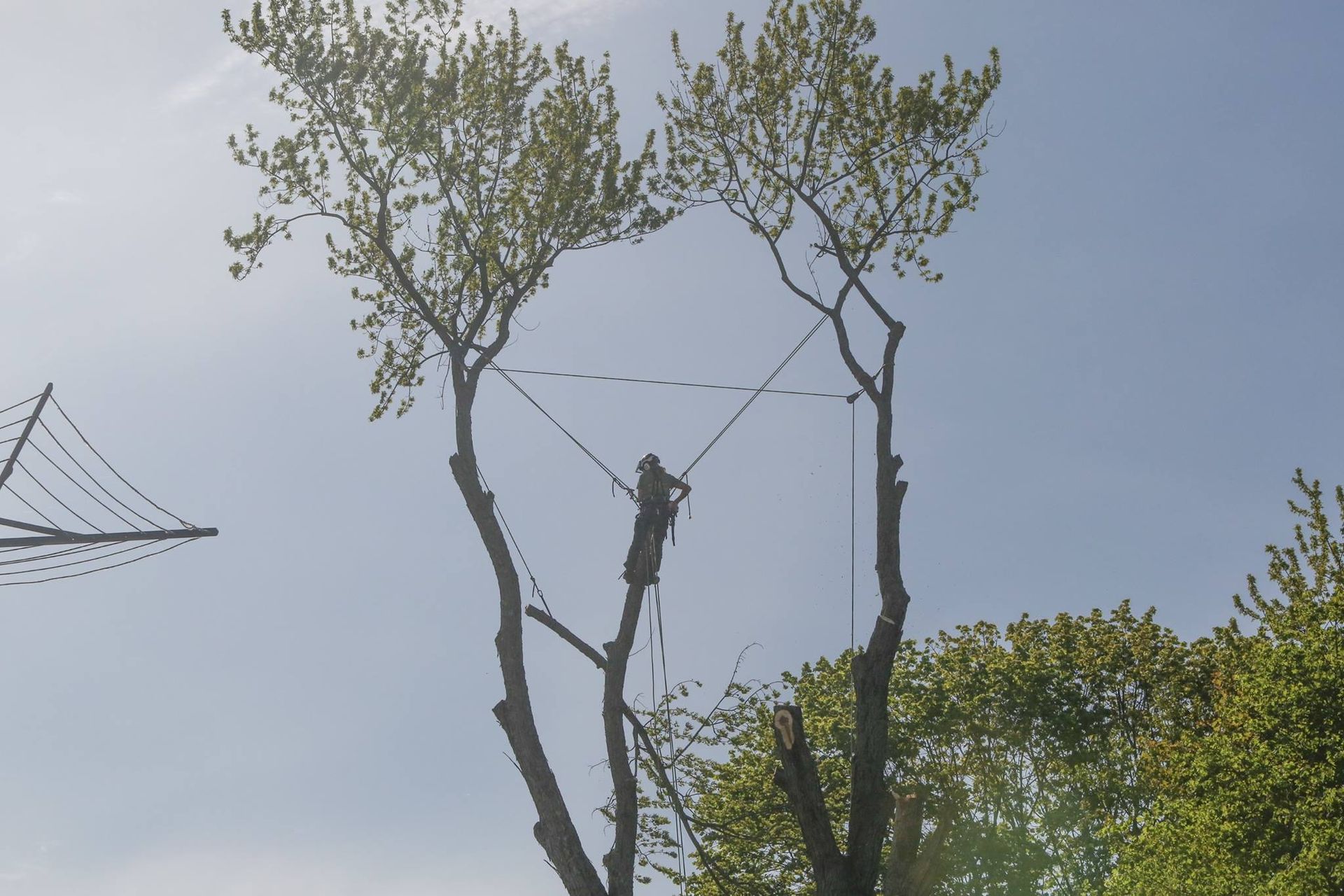 A man is cutting down a tree with a chainsaw.