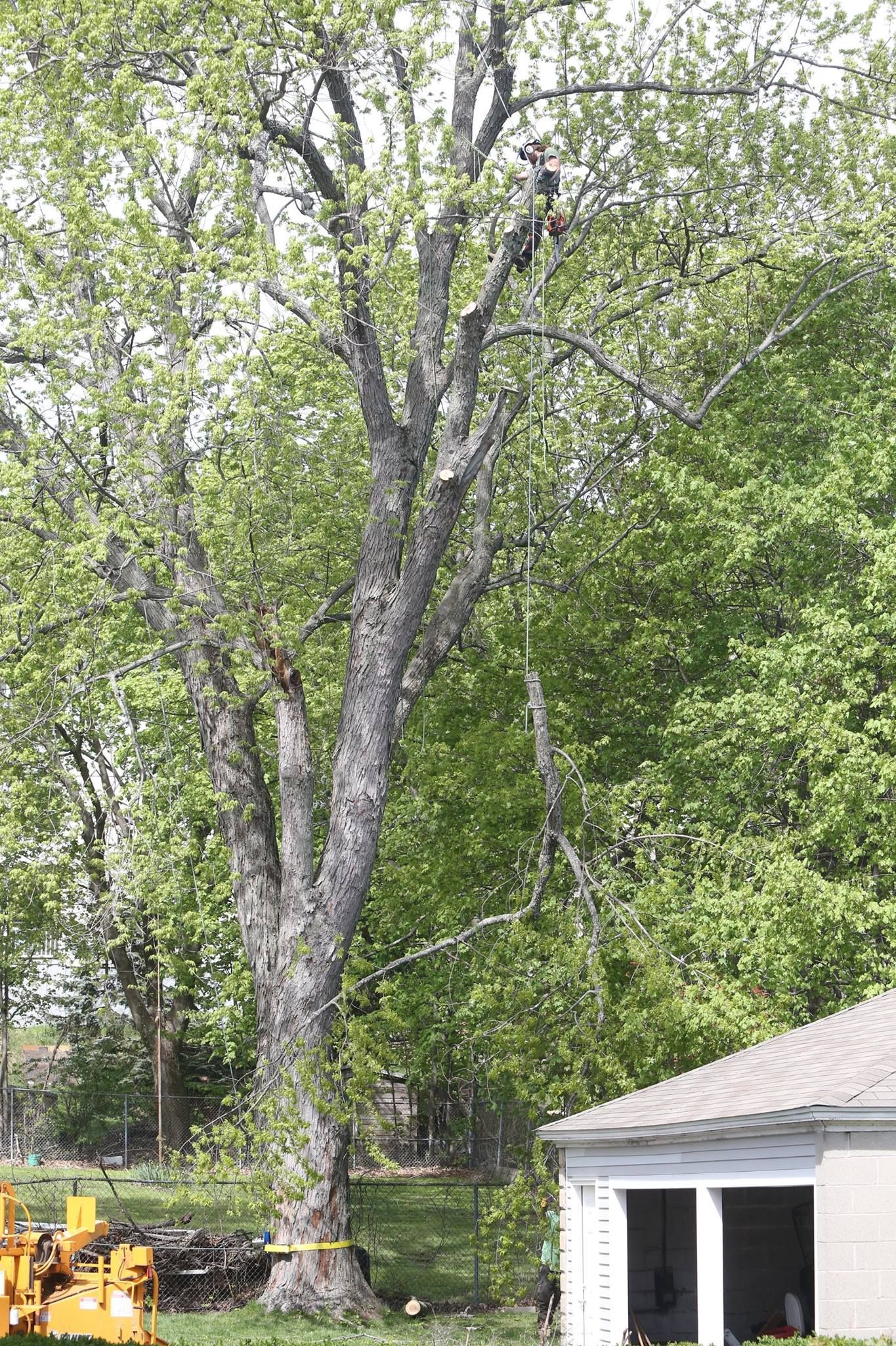 A large tree is being cut down in front of a house.