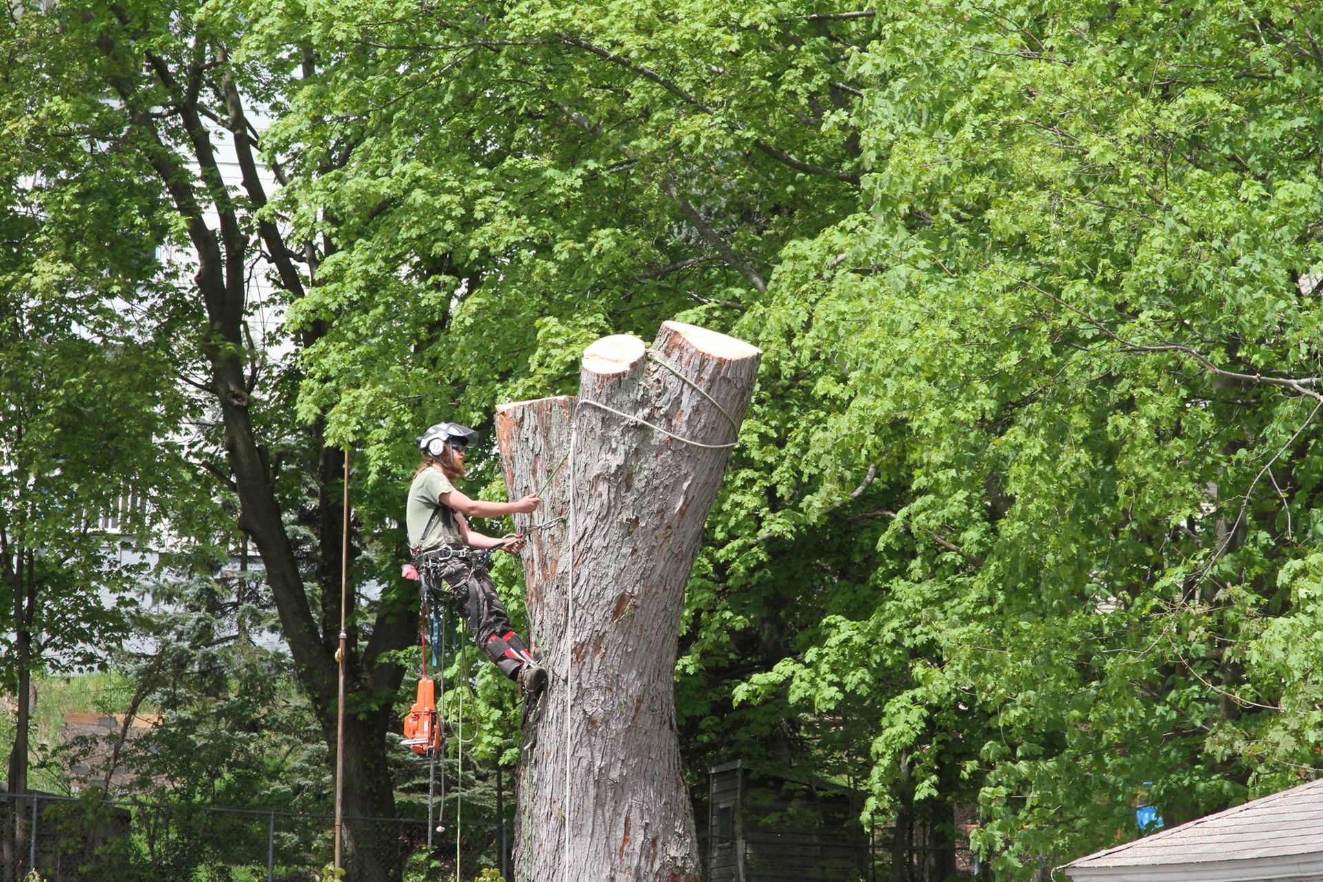 A man is climbing a tree stump with a chainsaw.