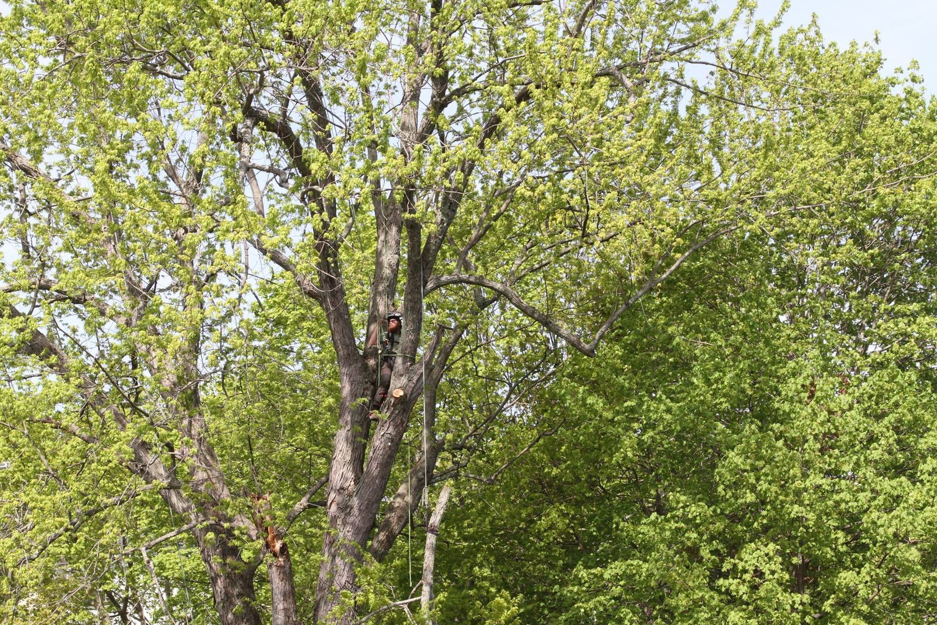 A tree with lots of green leaves is surrounded by other trees.