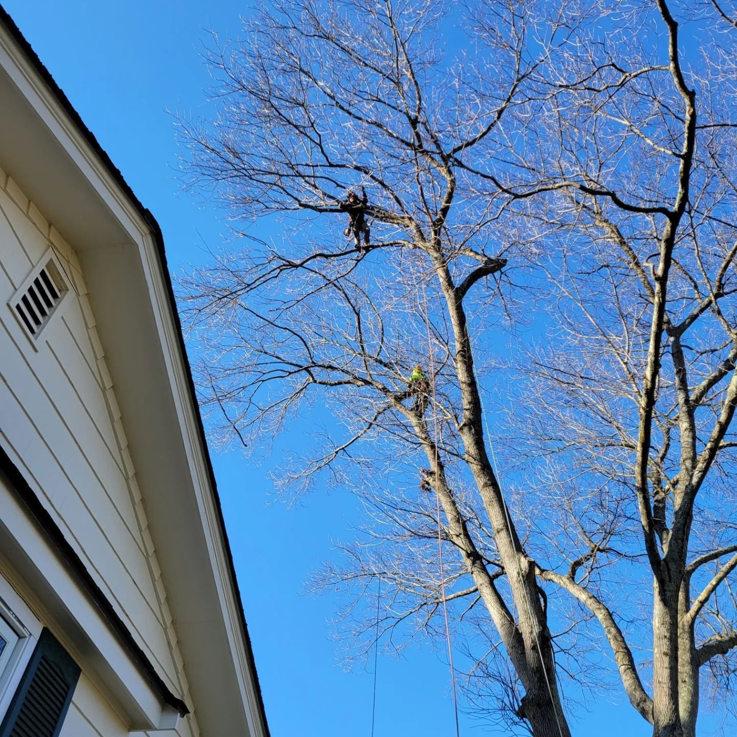 A man is cutting a tree in front of a house.