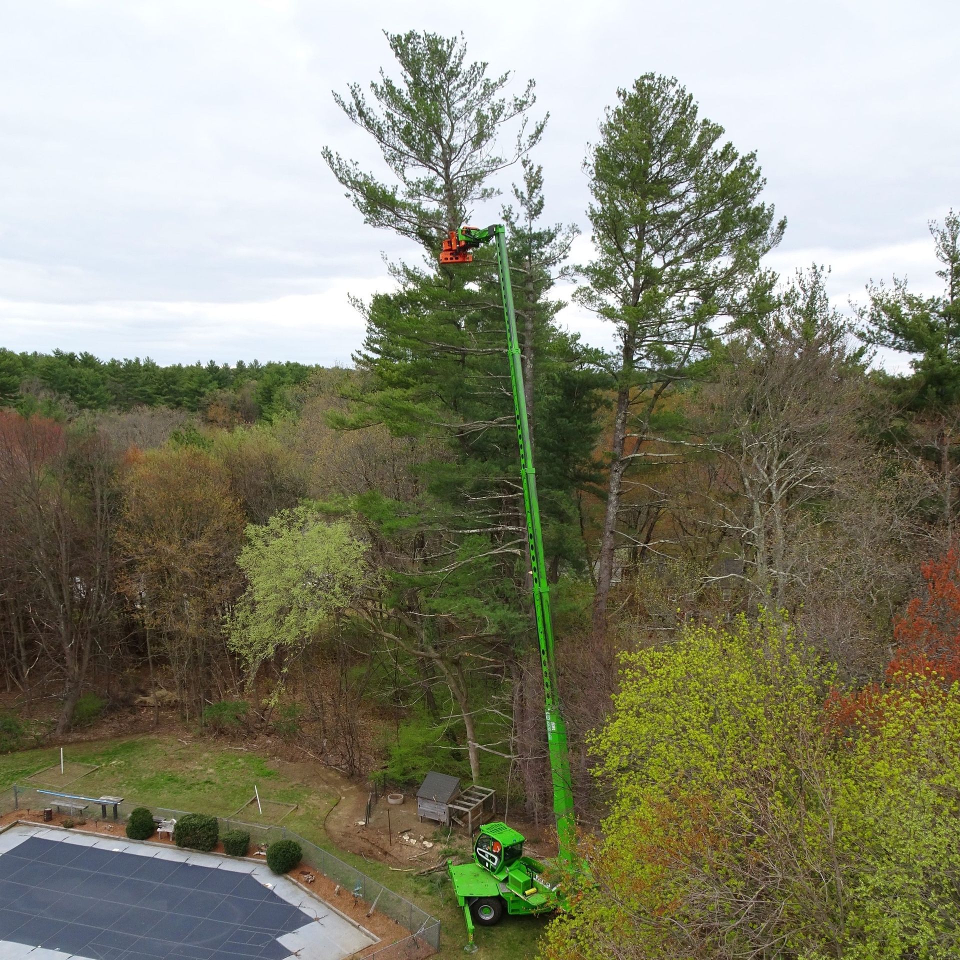 A green crane is cutting a tree in the woods