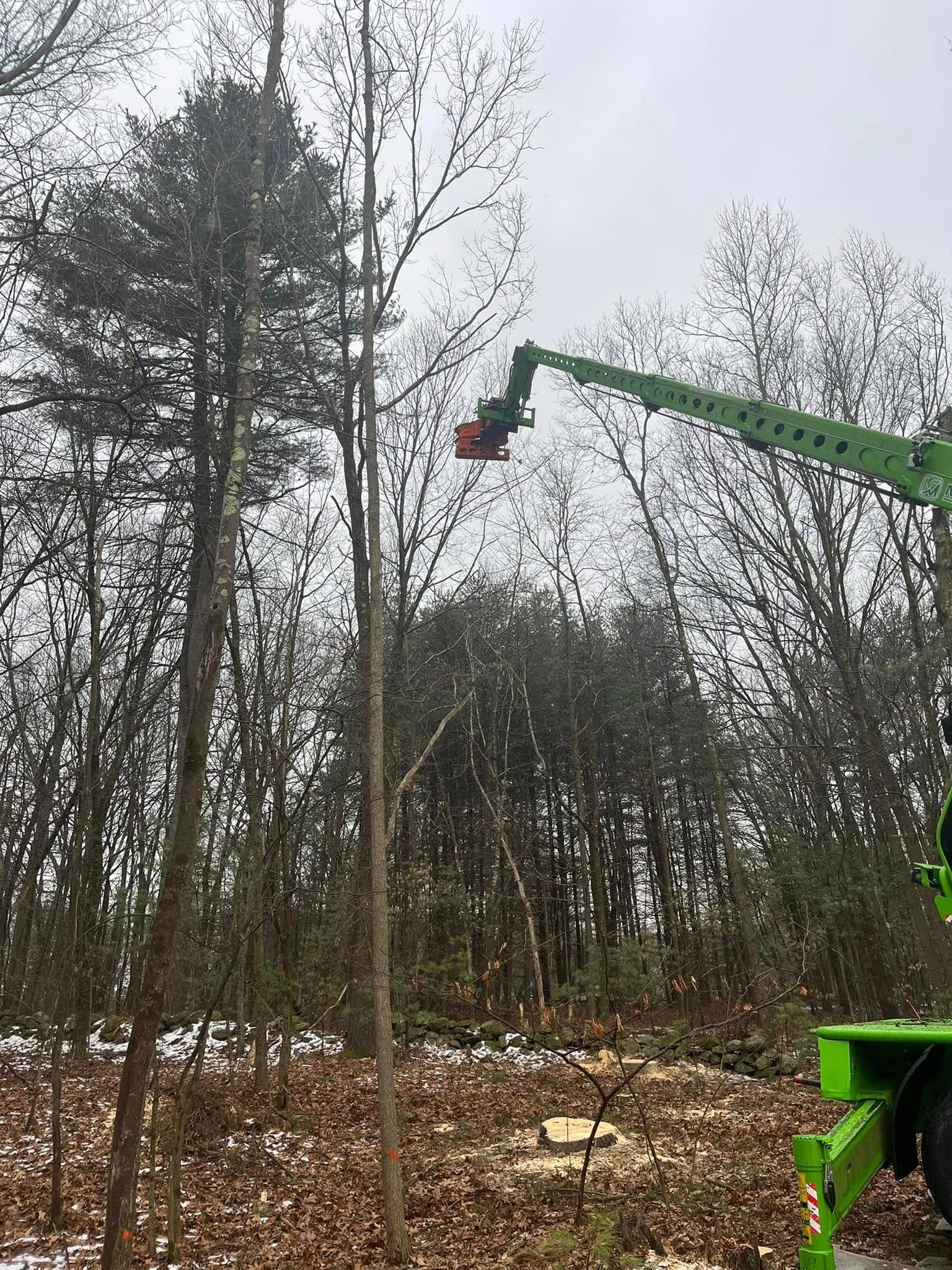 A green crane is cutting a tree in the woods.