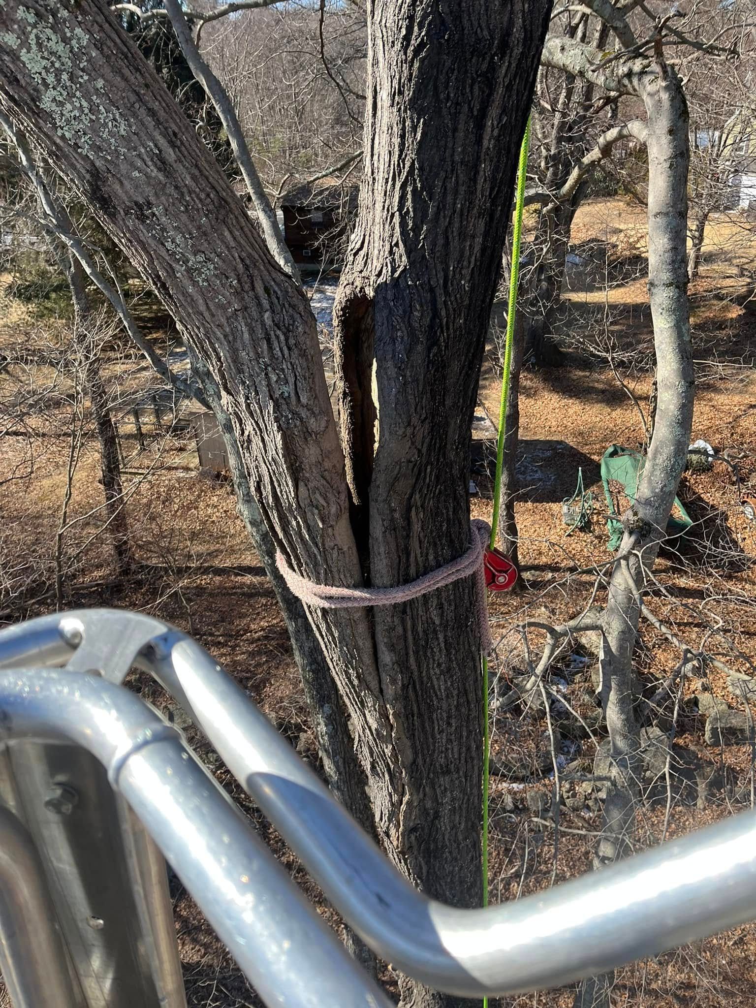 A tree with a hole in it is tied to a metal railing.