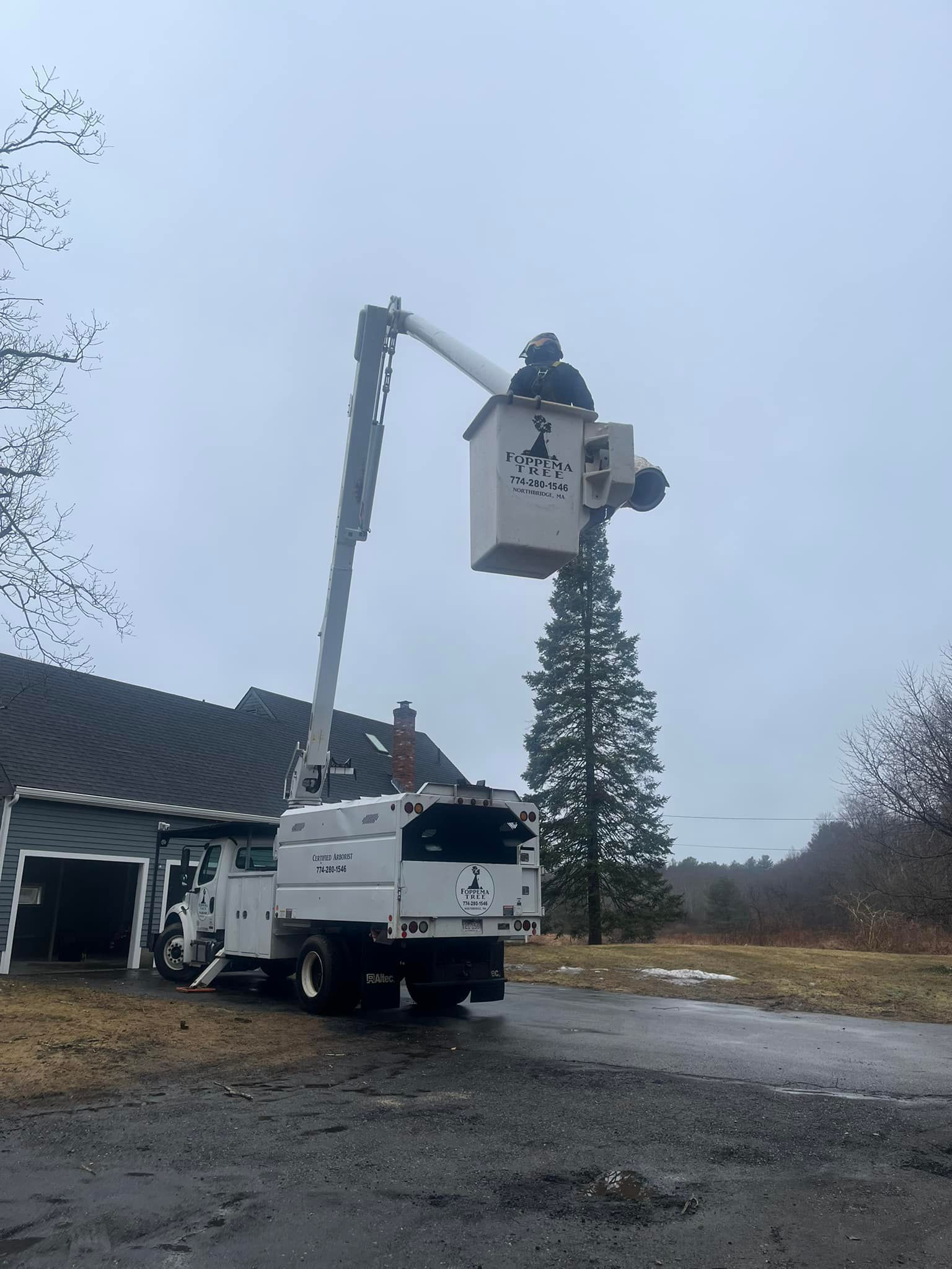 A man in a bucket truck is cutting a tree.