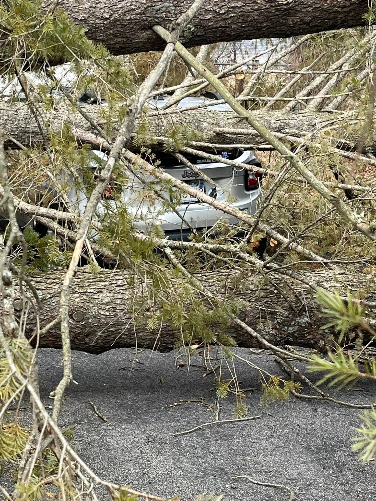 A car is sitting under a fallen tree on the side of the road.