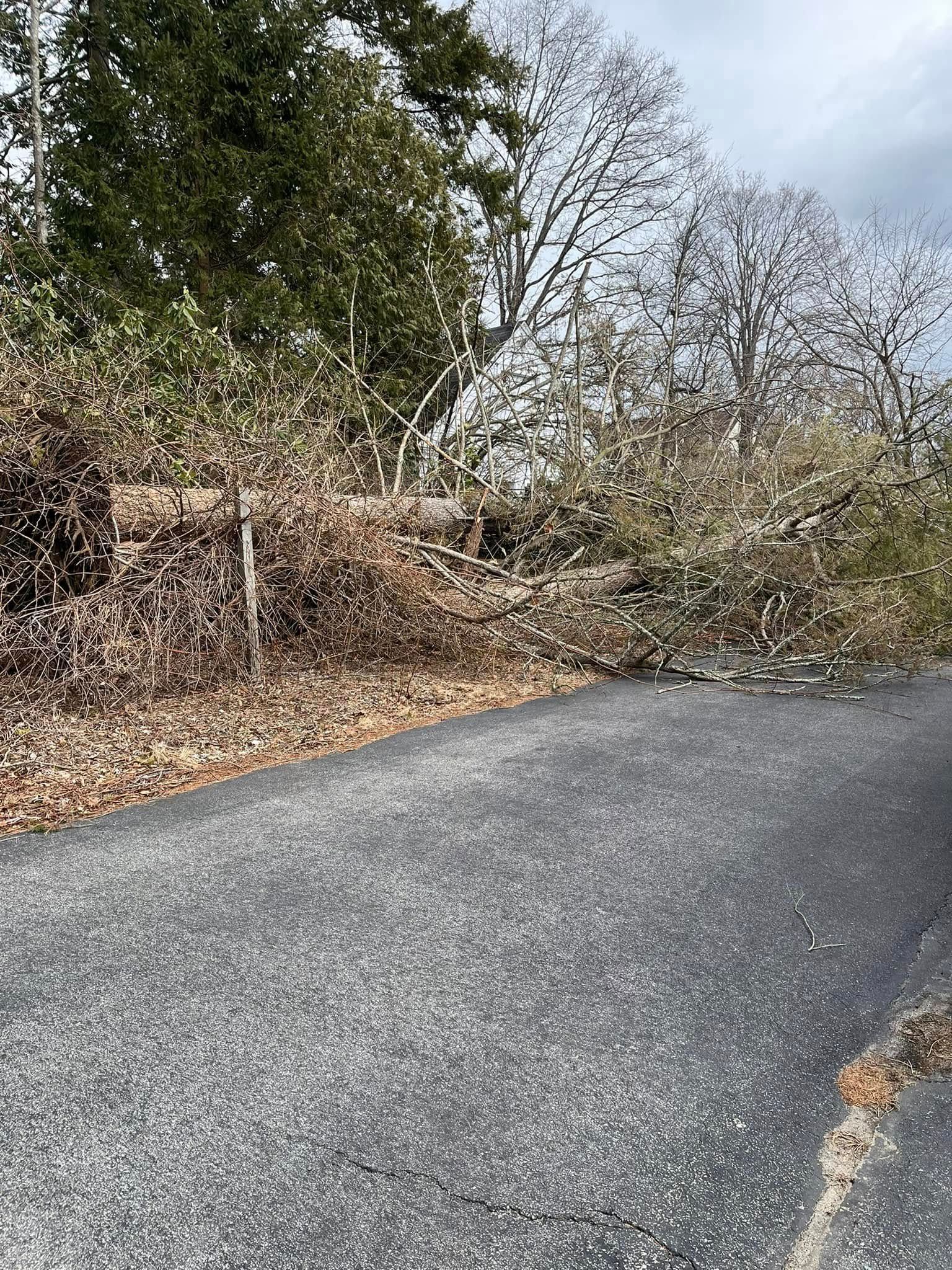 A tree has fallen on the side of a road.