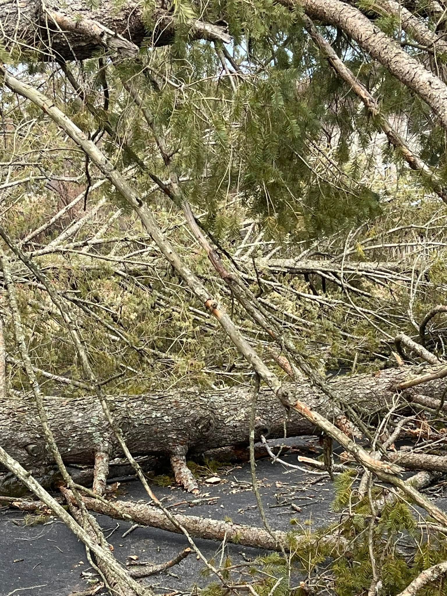 A fallen tree is laying on the ground in a forest.