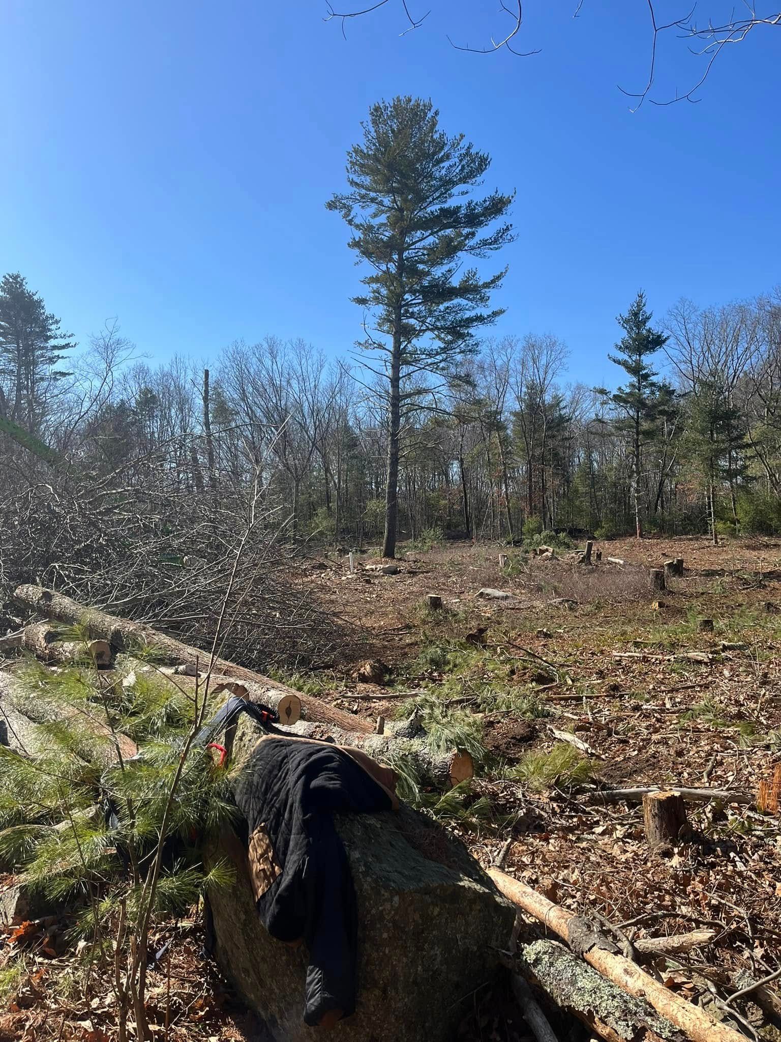 A person is sitting on a log in the middle of a forest.