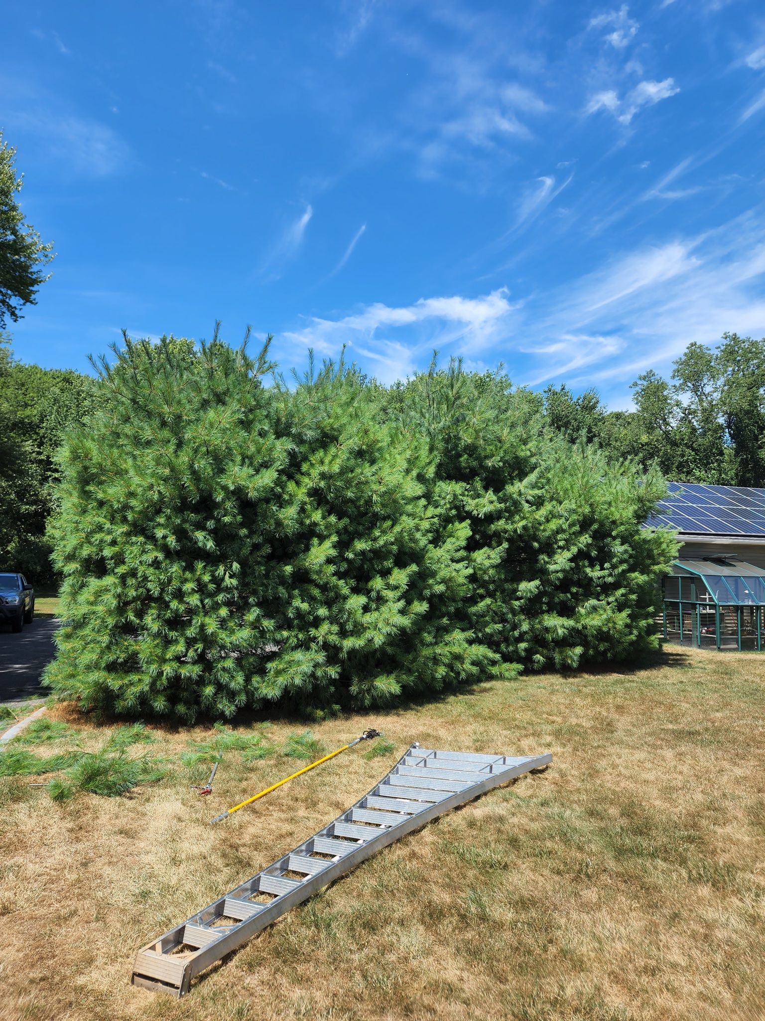 A ladder is sitting in the grass in front of a bush.