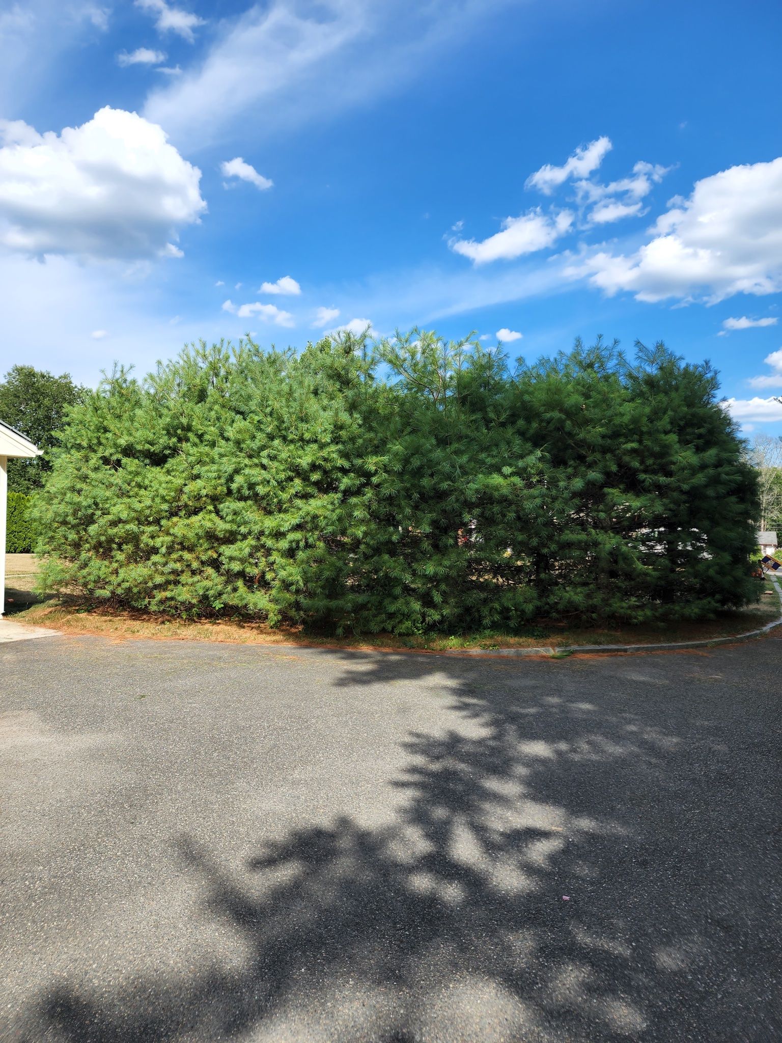 A row of trees in a driveway with a blue sky in the background.