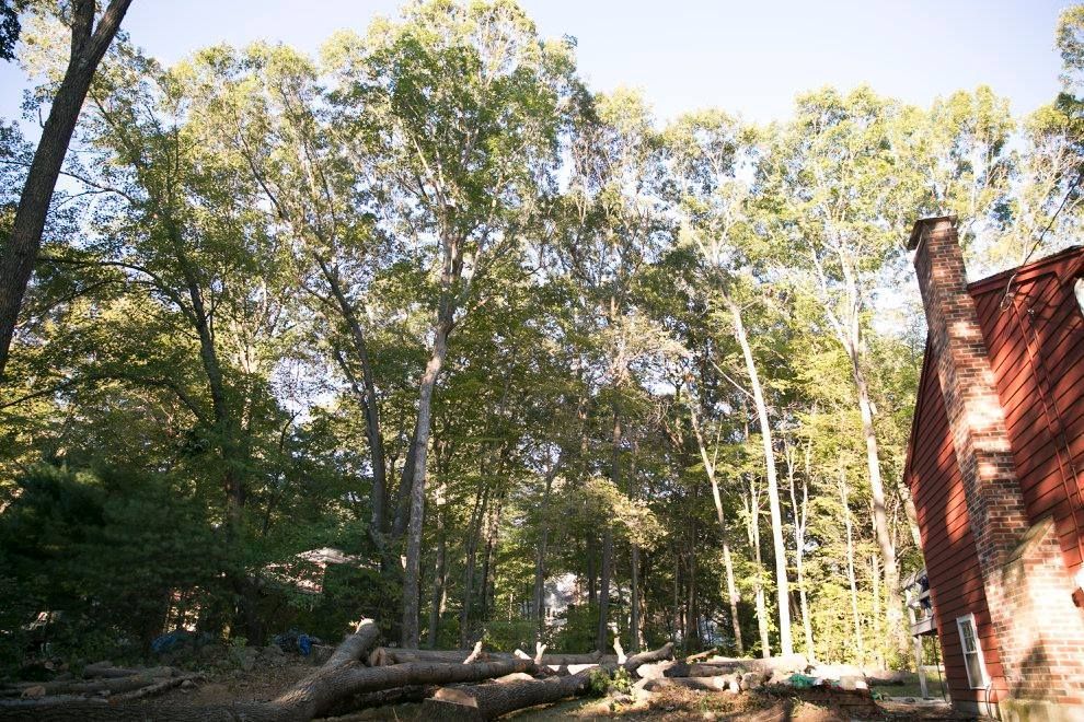 A red barn in the middle of a forest with trees in the background