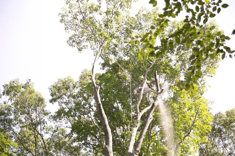 A man is cutting a tree with a chainsaw in the woods.