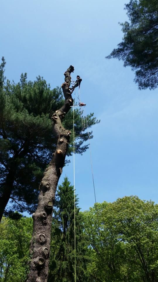 A man is climbing a tree with a rope.