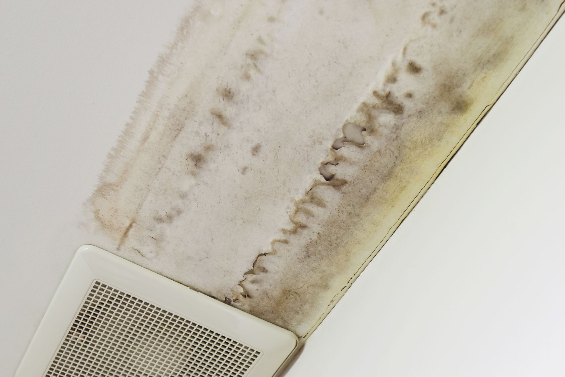 mold testing