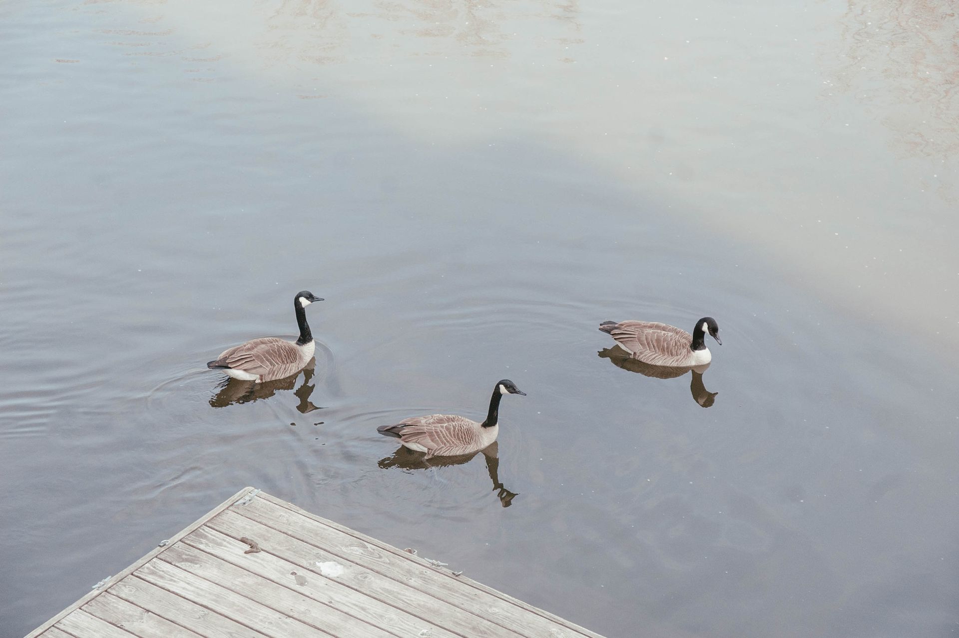 Three geese are swimming in the water near a wooden dock.