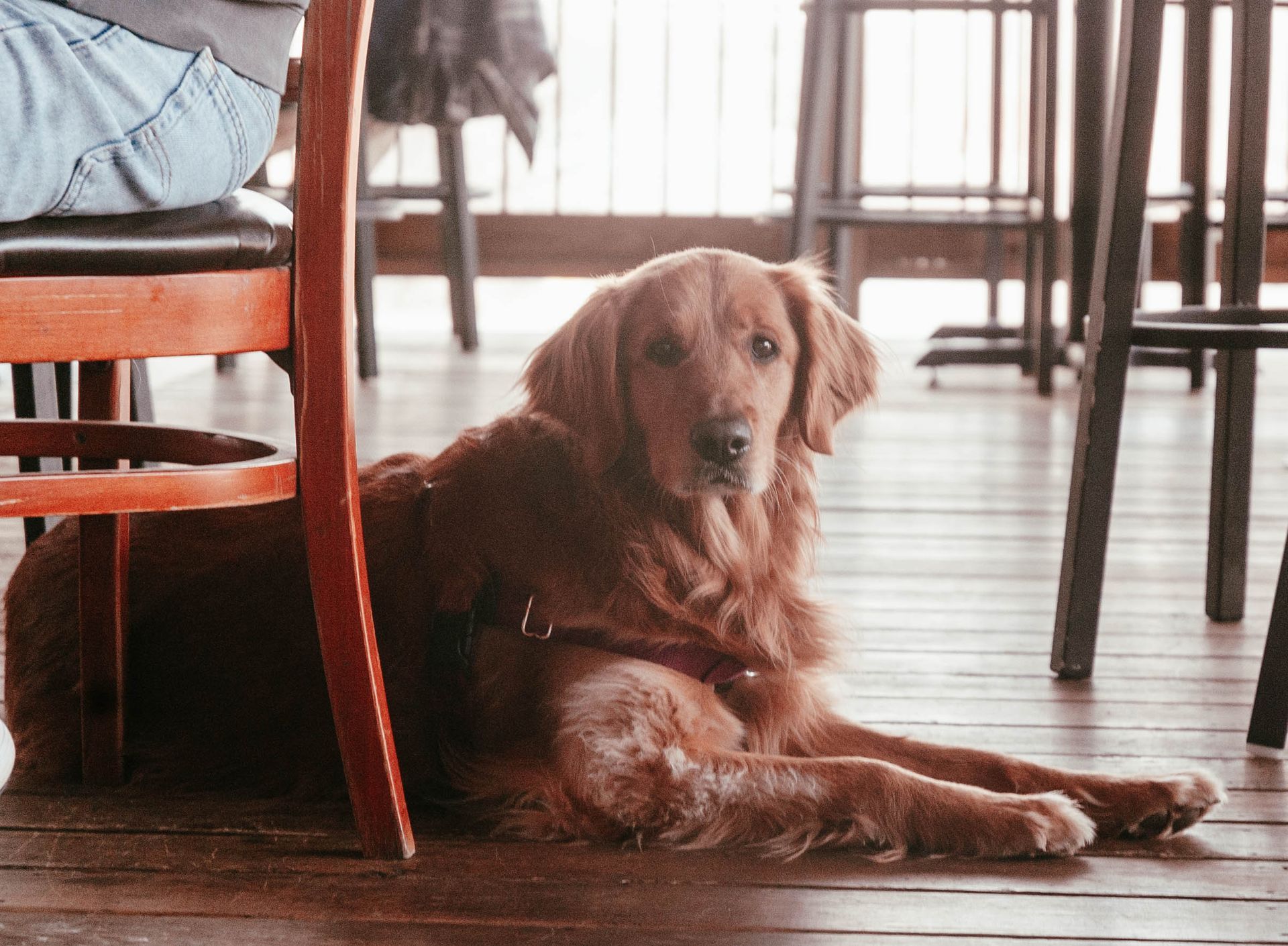 A dog is laying under a table in a restaurant.
