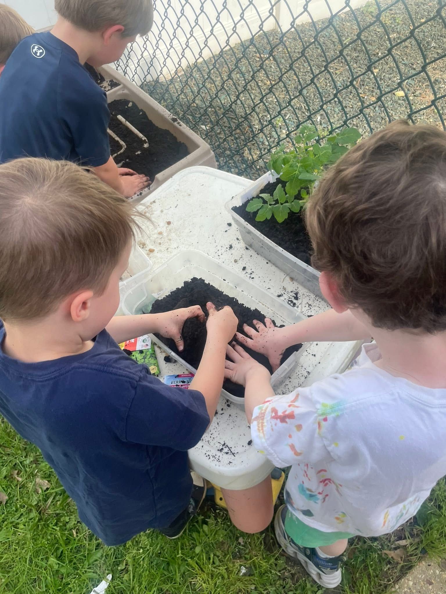 Three children planting seedlings in a white planter outdoors by a chain-link fence.