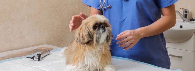 Dog Rib Prominence Floating Floating Rib In Dogs