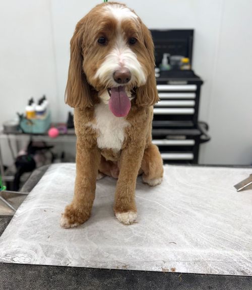 A brown and white dog is sitting on a table with its tongue hanging out.
