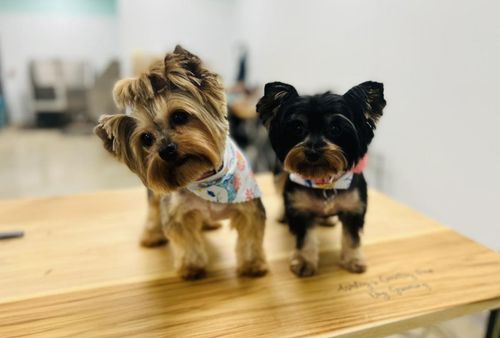 Ashley's Country Pup Dog Grooming