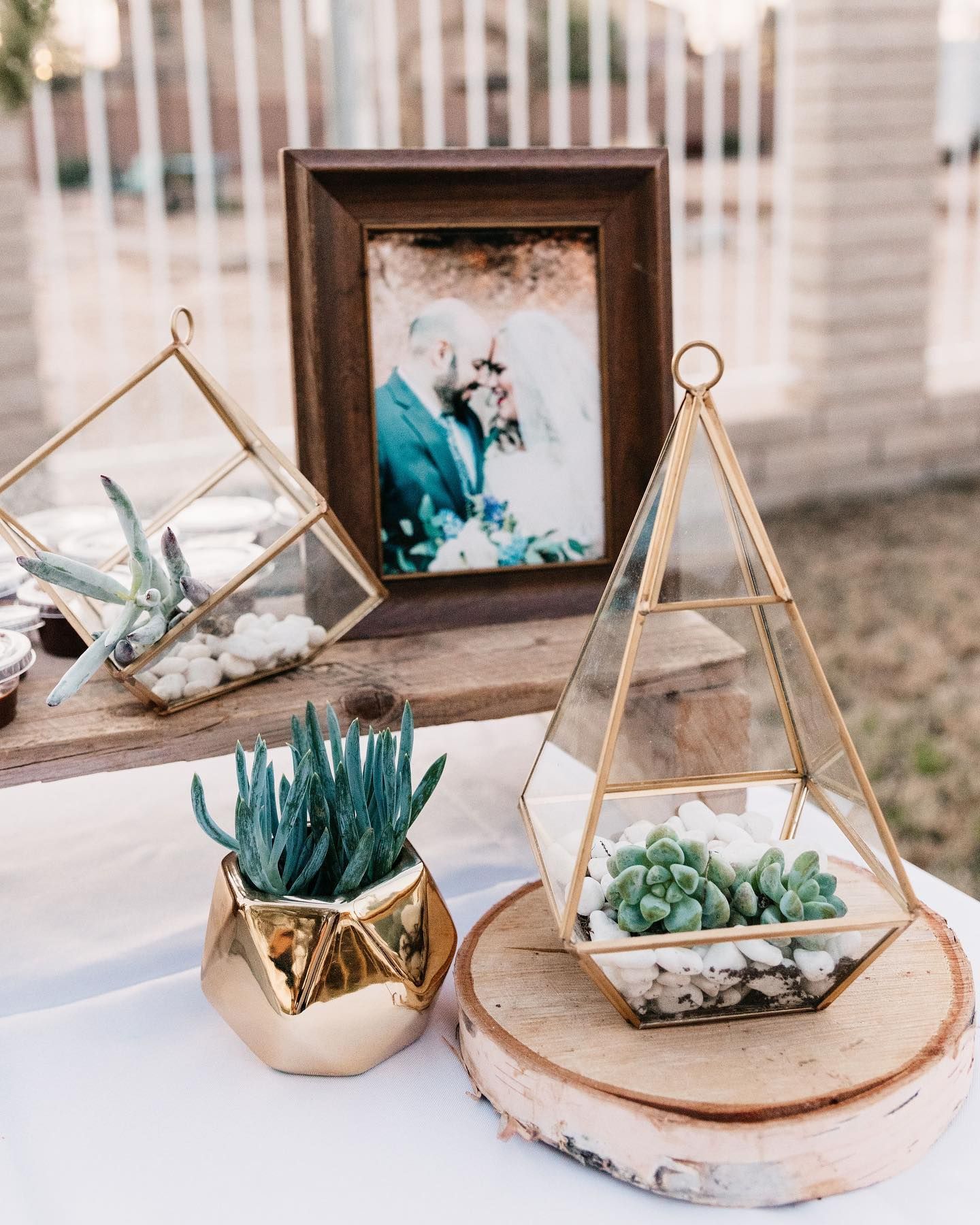 Succulent display in glass terrariums and gold pots beside a framed photo on a table