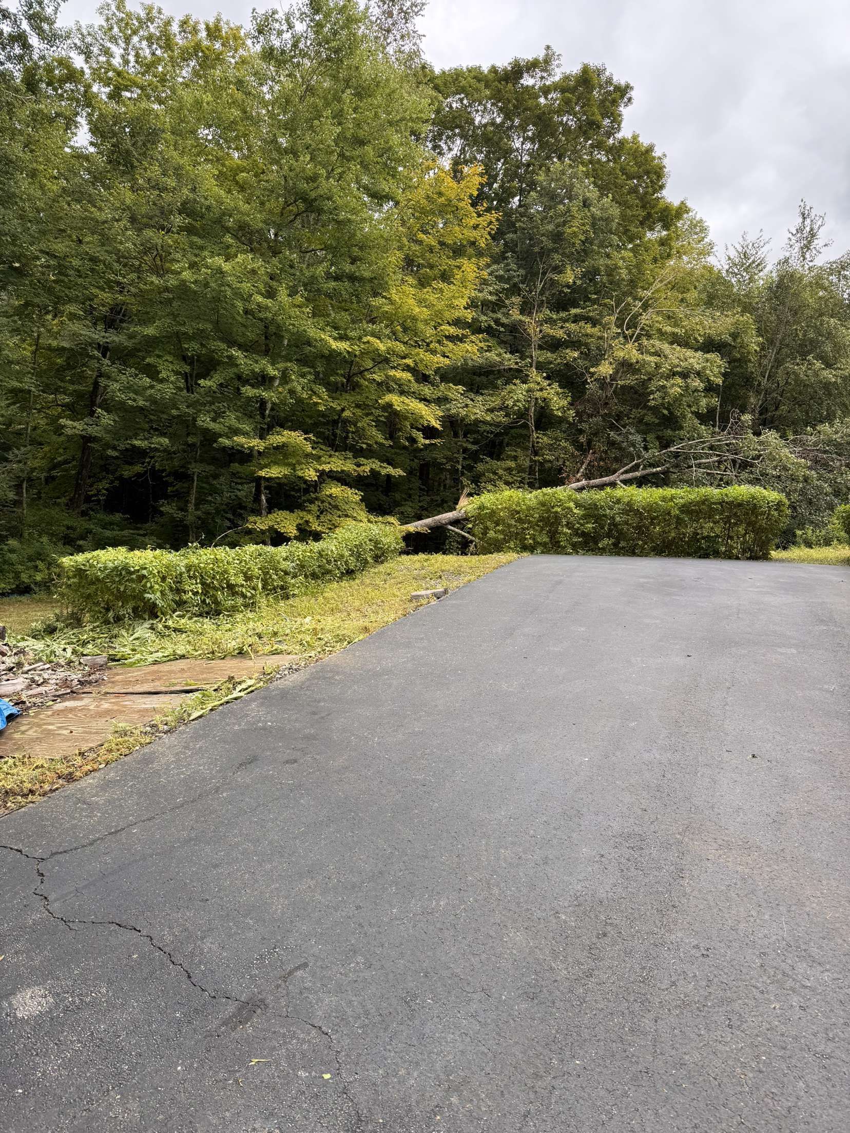 Paved driveway leads towards dense green trees and trimmed bushes under a cloudy sky.