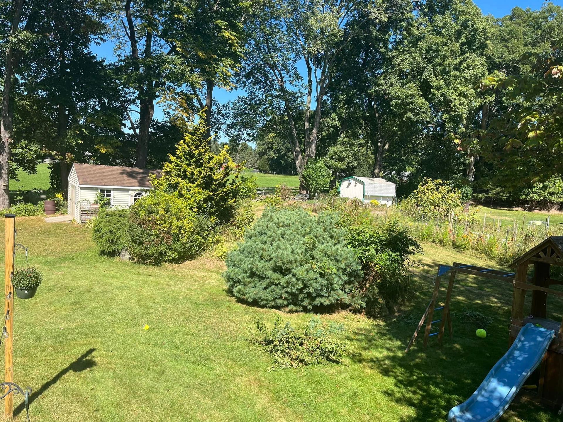 Backyard with shed, green grass, bushes, and trees under a blue sky.