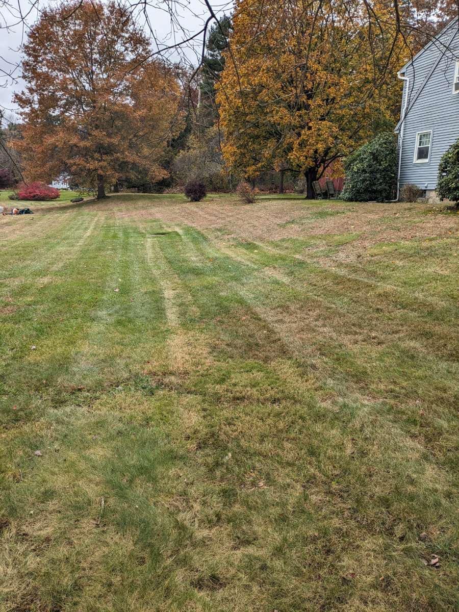Lawn with fall foliage trees in background, brown and green grass, house on the right.