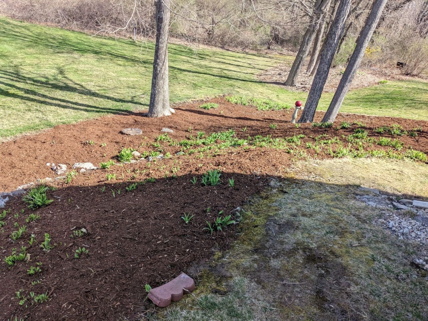 Brown mulch surrounds trees on a grassy hill; brick and new green shoots in the foreground.