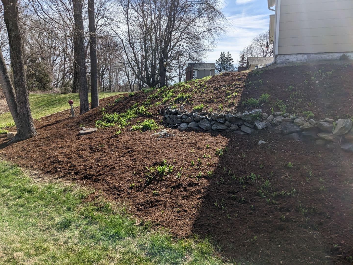 Sloped yard with mulch and rock wall. Brown mulch covers ground, small plants growing. House in the background.