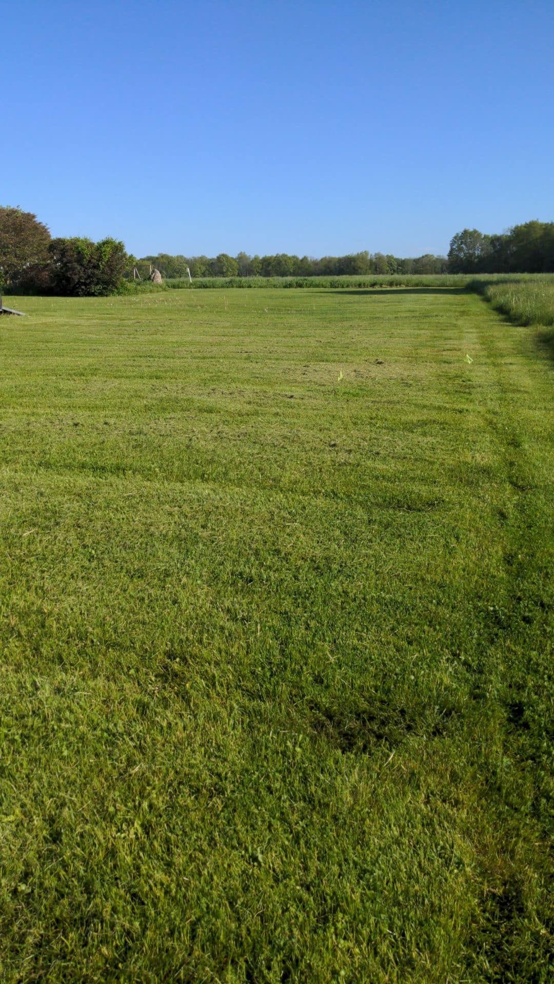 Green field under a bright blue sky, with trees along the horizon.
