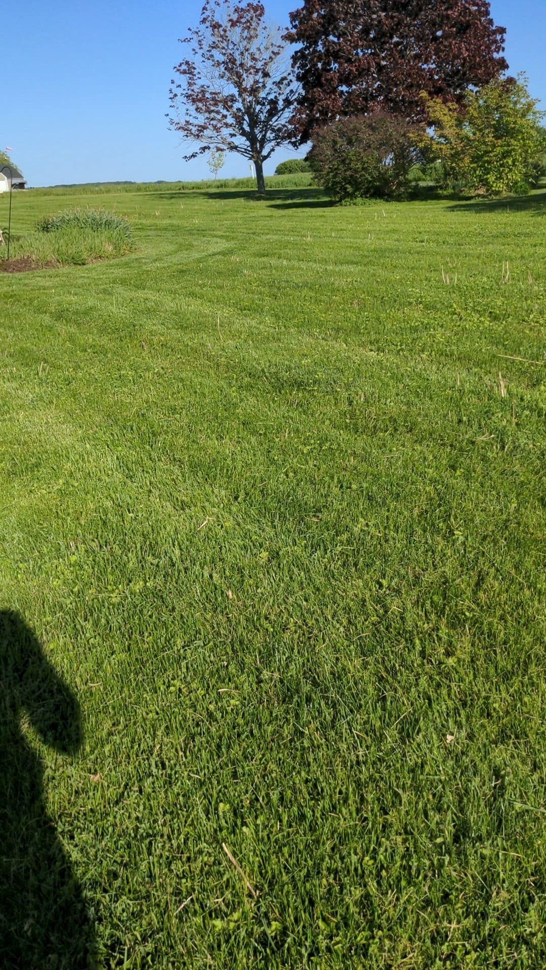 Green, mowed lawn on a sunny day with trees in the background under a blue sky.