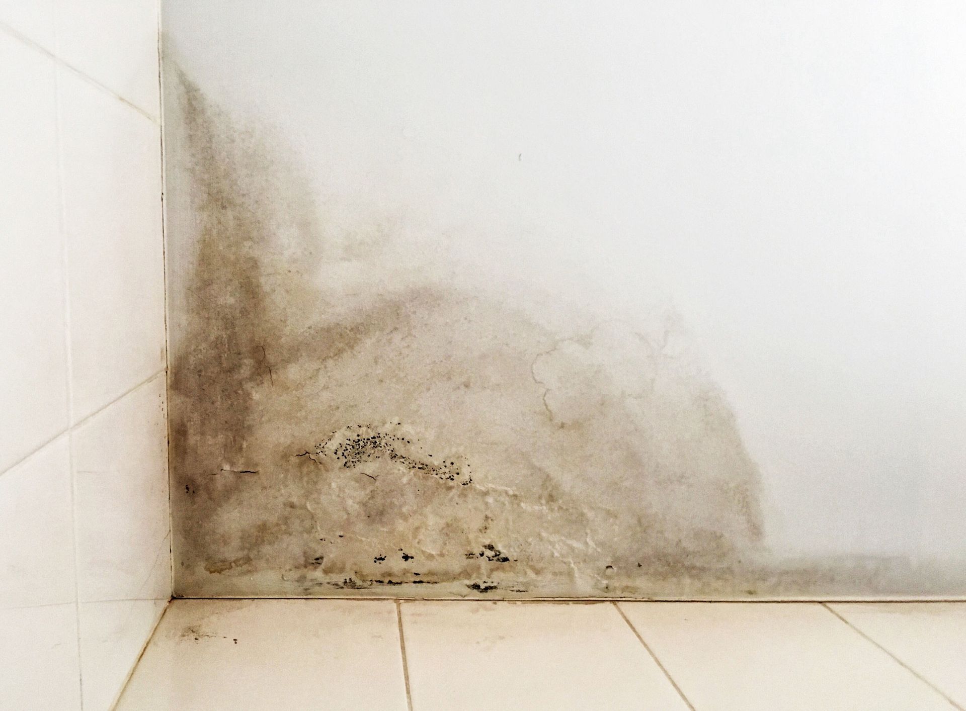 Large, dark patches of mold and water damage spreading across a white wall in the corner of a tiled room.