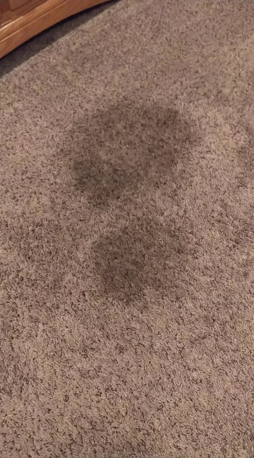 Two dark, circular stains on light tan, textured wall-to-wall carpeting.