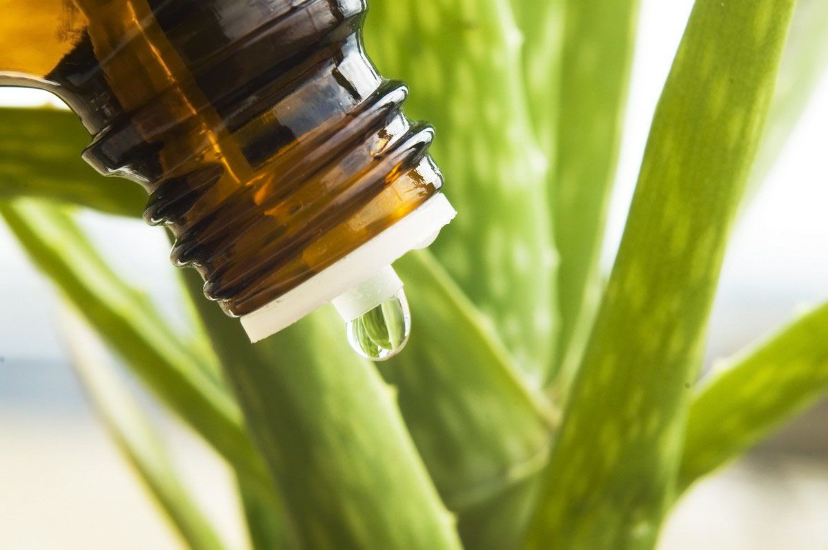 A drop of liquid is being poured from a bottle into an aloe vera plant.