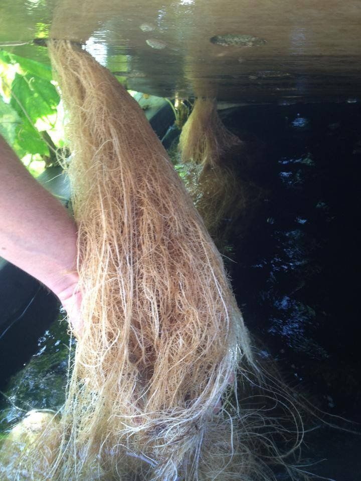 Aquaponic roots
