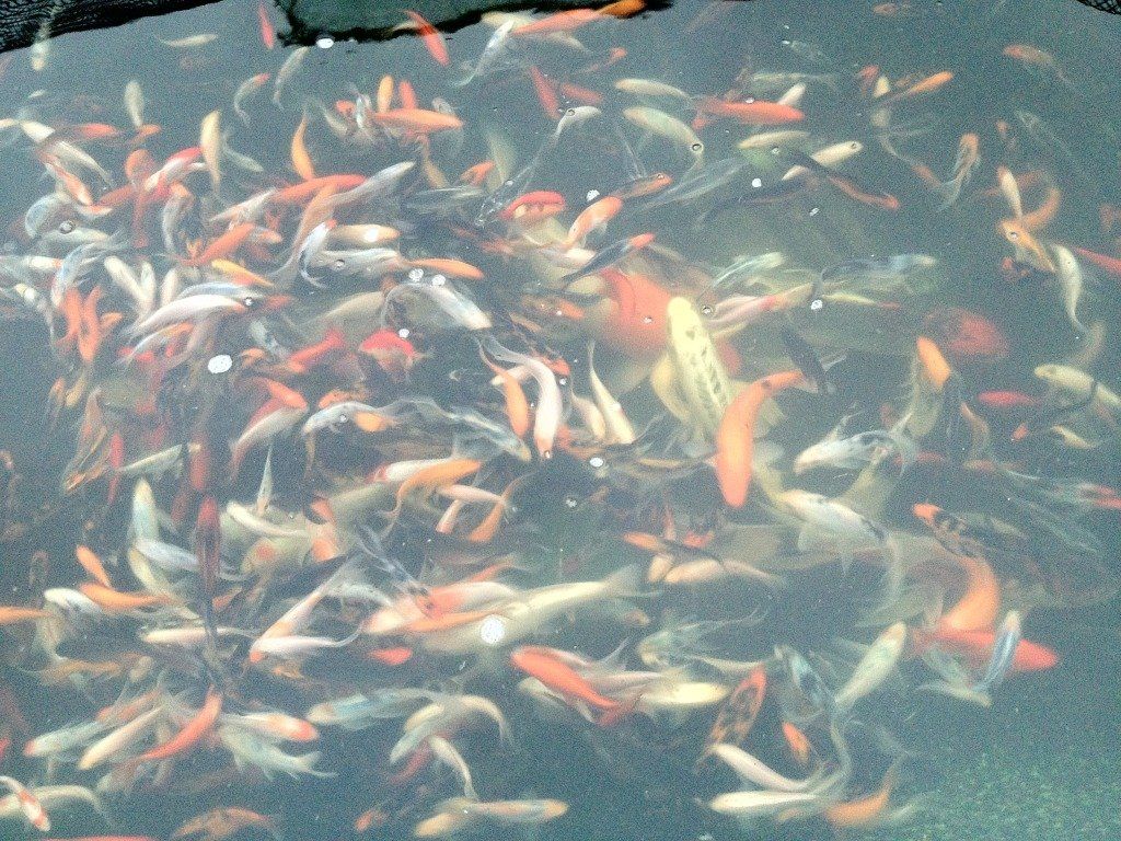 Koi