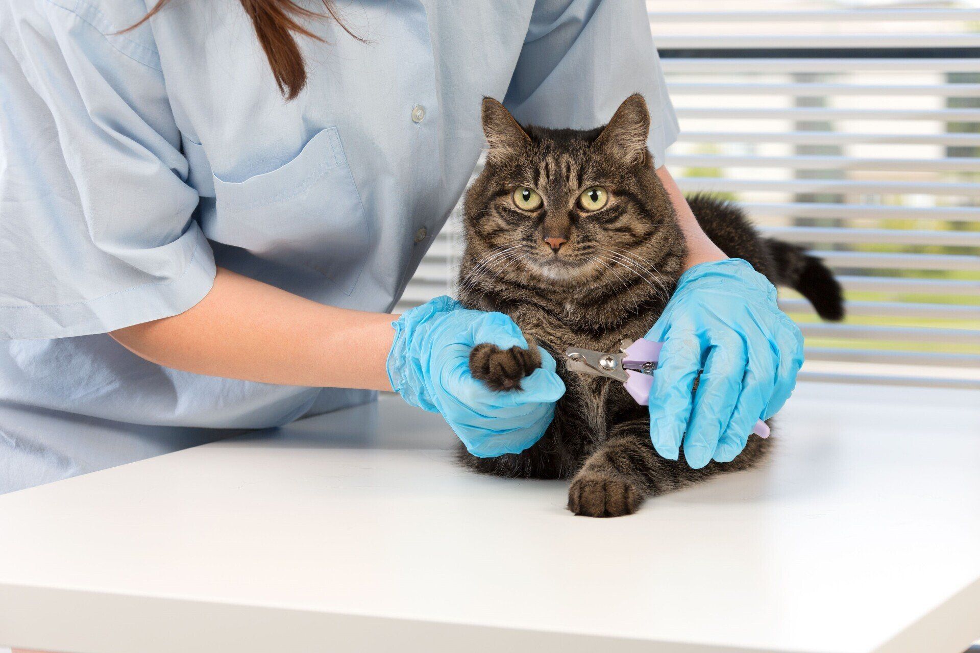 Cat grooming services