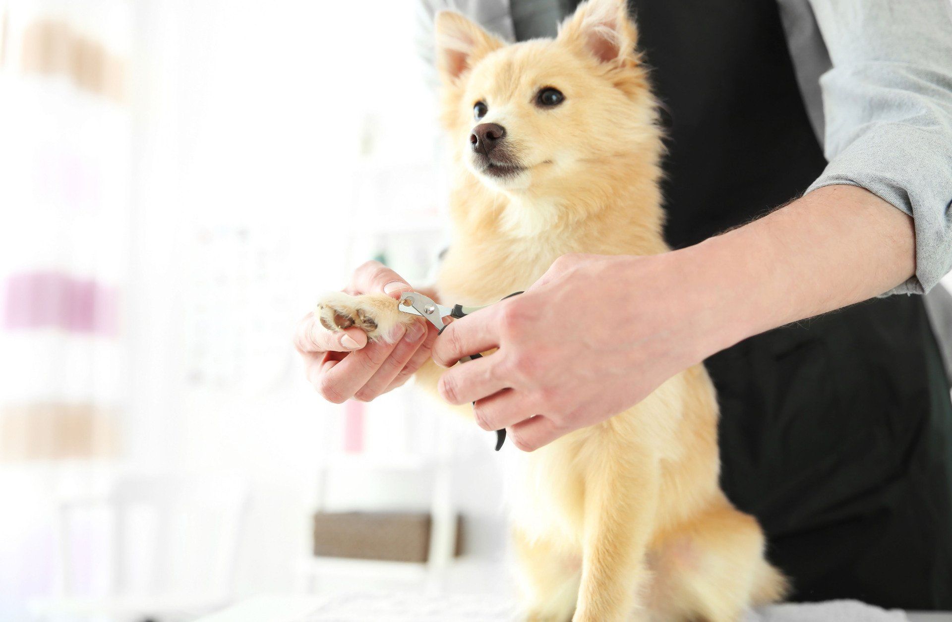 Avalon Pet Salon Pet Grooming Grand Rapids MI