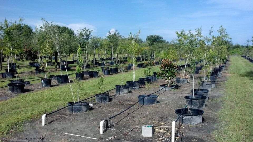 martinez-tree-and-sod-service