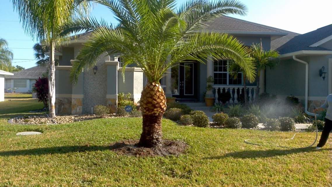 A person sprays a palm tree and lawn in front of a house.