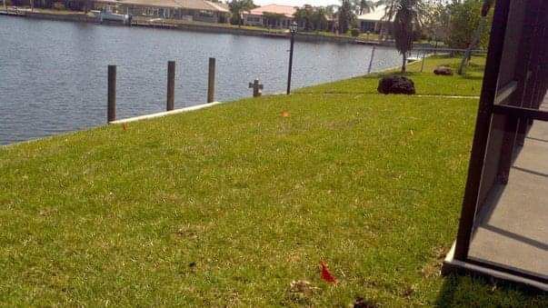 Lush green lawn next to a canal with wooden posts. Waterfront homes in the background. Sunny day.
