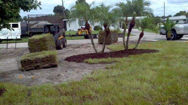 Landscaping scene with sod and palm trees being installed outdoors.